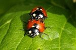 У кого в природе самая экстравагантная интимная жизнь